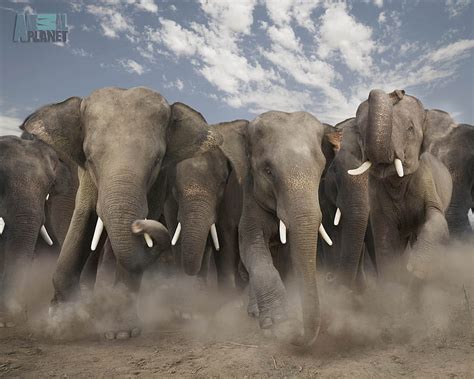 An elephant herd charging, elephants, stampede, animal planet, elephant ...