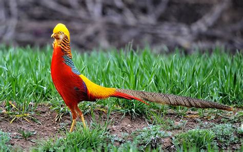 HD Wallpapers : Beautiful Golden Pheasant Bird