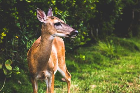 Key Deer, native to the Florida Keys, is one of the smallest species of deer. [OC] [2048 X 1365 ...