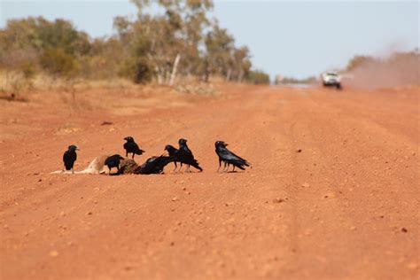 Australian Outback | Outback, Animals, Photography