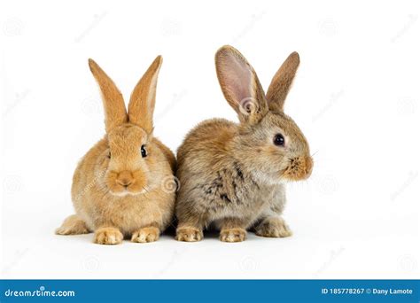 Two Young Baby Flemish Giant Rabbits, Natural Grey and Sandy Colour, Isolated on White ...