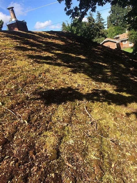 Roof Moss Removal - Arrowhead Roof Cleaning & Exteriors