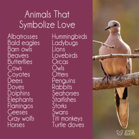 30 Animals That Symbolize Love: Incredible Symbols Of Unconditional Devotion - Joyce Elliott