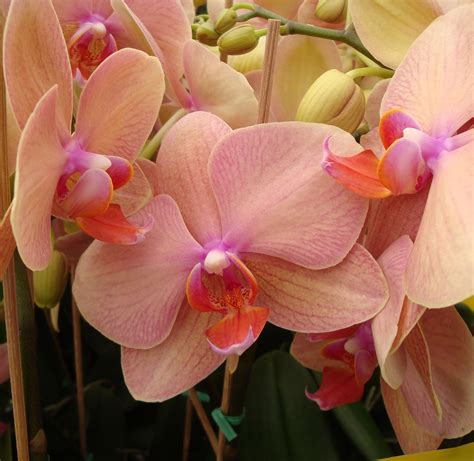 Peach Orchid Phalaenopsis | Phalaenopsis orchid care, Orchid care, Growing orchids