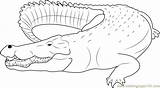 Saltwater Crocodile Coloring Page  Free Pages sketch template
