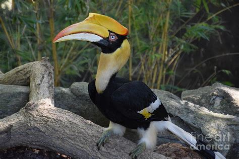 Female Great Indian Hornbill Photograph by Don Columbus - Pixels