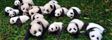 Panda cubs make debut in Sichuan - China.org.cn