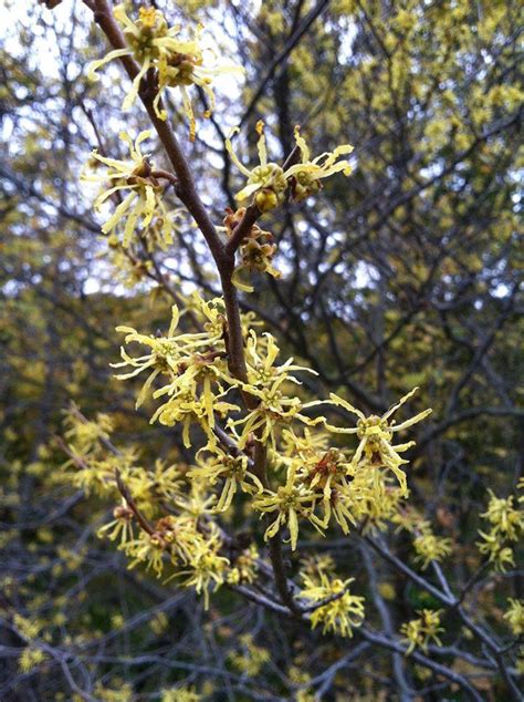 American Witch Hazel — In Defense of Plants