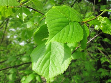 Top 10 INCREDIBLE NATIVE Irish trees, RANKED