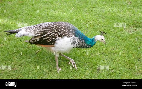 Young peacock looking for food in the grass Stock Photo - Alamy