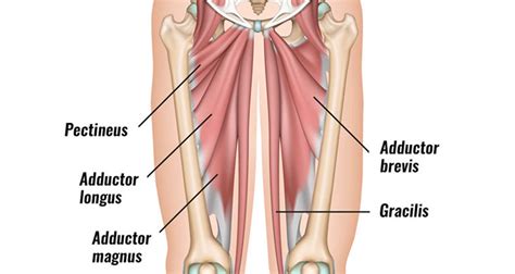 Groin Strain - Symptoms, Causes, Treatment & Rehabilitation