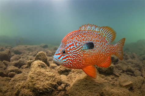 Longear sunfish • Lepomis megalotis • Fish sheet