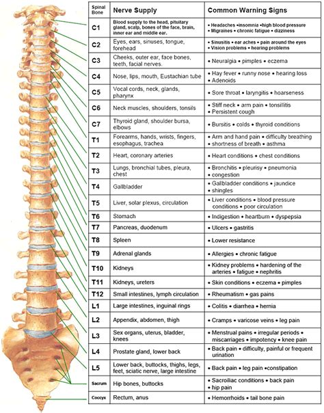 Printable Spinal Nerve Chart Free Printable Calendar | The Best Porn Website