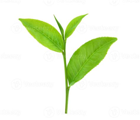 green tea leaves isolated on white background 7747486 Stock Photo at ...