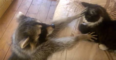 Raccoon Tries to Make Friends With Cat - We Love Cats and Kittens