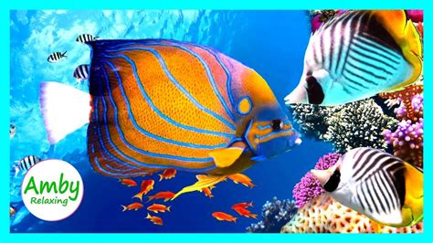 Stunning Aquarium & Relaxing Music For Relax Meditation RELAXING MUSIC ...