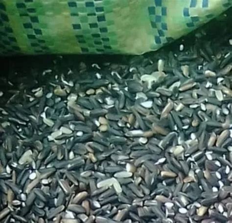 Black Rice at Rs 140/kilogram | Forbidden Rice in Barpeta Road | ID ...