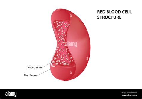 Red Blood Cells Structure Diagram