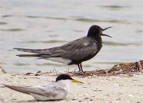 Joan and Dan's Birding Blog: Fall Migration Brings Black Terns, A New Life Bird