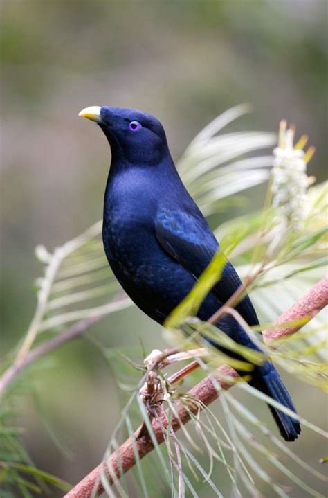 Satin Bowerbird - The Australian Museum