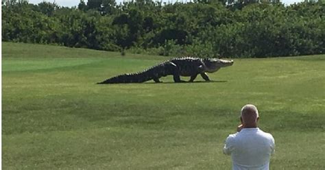 Massive alligator charges across golf course in Palmetto, Florida | Metro News