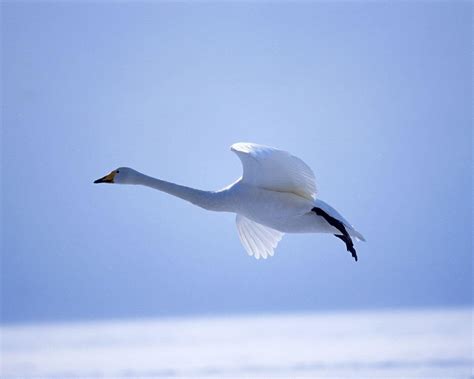 Swan | HD Wallpapers (High Definition) | Free Background