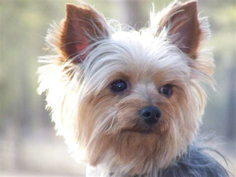 115 Male Yorkie Names - Cute Boy Yorkie Names - PetPress