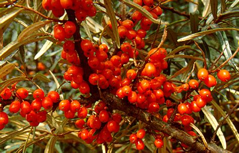 Sea Buckthorn Tree's, Seabuckthorn Plants & Shrubs