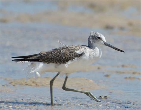 Meet The Shorebirds – Common Greenshank | Wing Threads