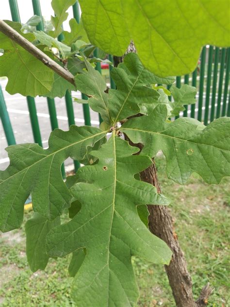 bur oak (How To Identify The Common Native Trees of North America) · iNaturalist