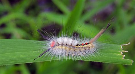 White-marked Tussock Moth: Identification, Life Cycle, Facts & Pictures