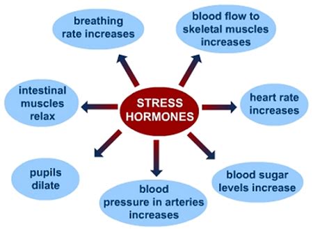 Norepinephrine | Definition, Formula & Effects - Lesson | Study.com