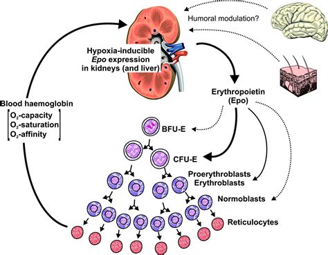 Erythropoietin - Hematology - Medbullets Step 1