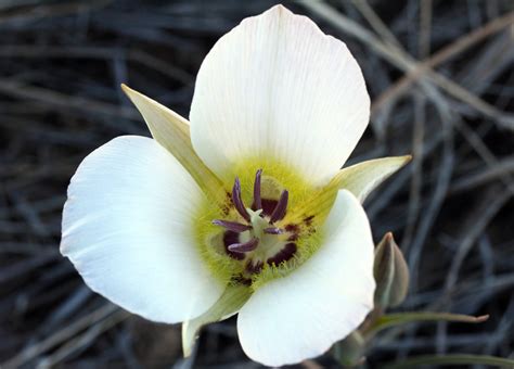 white mariposa:The national flower of cuba