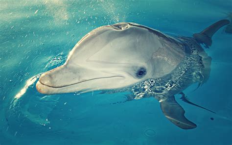 Cute Dolphin HD Wallpaper: A Splash of Joy