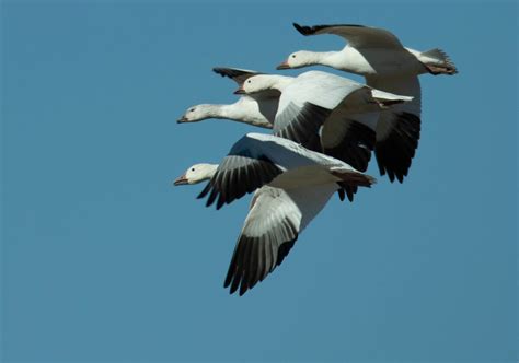 Cluster of Snow Geese: White Water Draw, Arizona. Near Biebee. That particular day there were ...