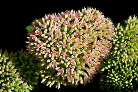 Sedum Flowers Garden - Free photo on Pixabay - Pixabay