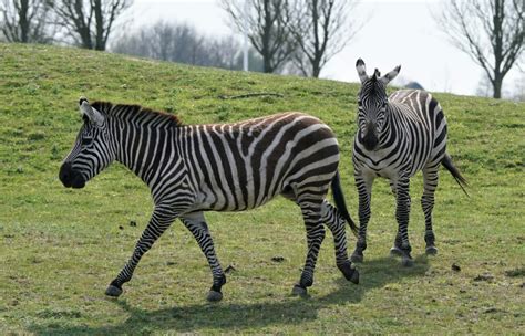 Grant Zebra - Blanckendaell Park