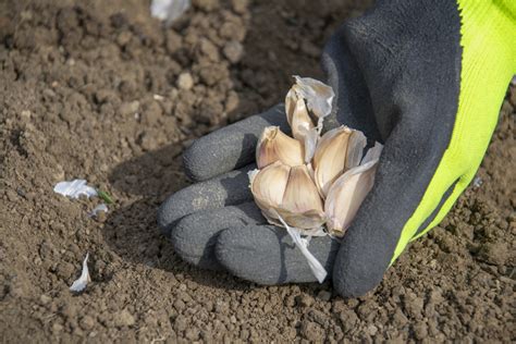 Fall Planting: Garlic | Jung Seed’s Gardening Blog