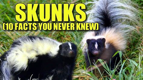 Skunk 🦨 (10 FACTS You NEVER KNEW) - YouTube