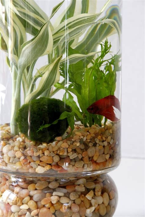 DIY: Indoor Water Garden | Indoor water garden, Water plants indoor, Water plants