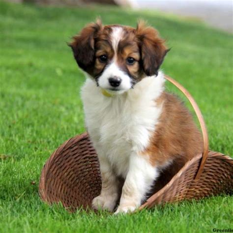 Miniature Collie Mix Puppies For Sale - Greenfield Puppies