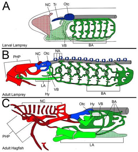 Hagfish Anatomy