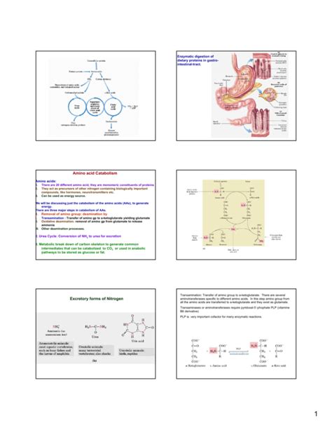 Amino acid catabolism