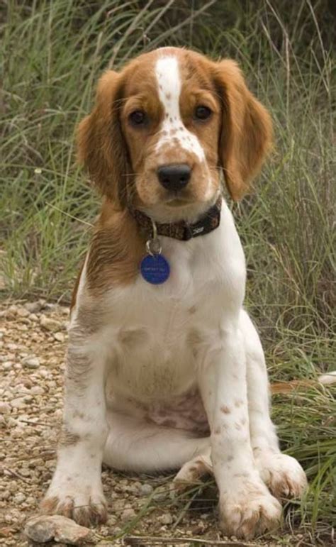 Welsh Springer Spaniel... Welsh Springer Spaniel Puppies, Spaniel Dog ...