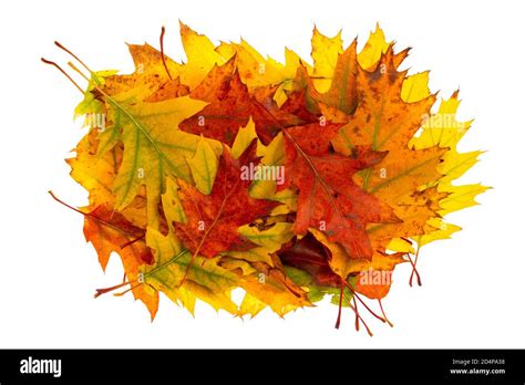 Pile of colorful autumn leaves isolated on white background Stock Photo - Alamy