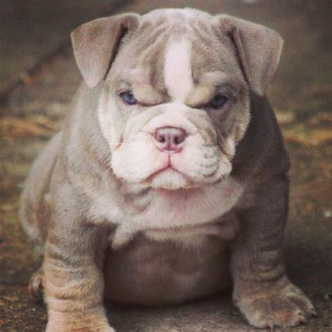 Pin by Simon Mendoza on Puppy Bulldog | English bulldog puppy, English bulldog puppies, Cute animals