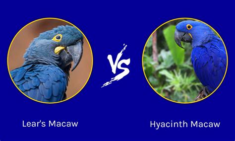 Lear's Macaw vs. Hyacinth Macaw - A-Z Animals