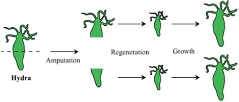 regeneration in hydra - Science - - 6539606 | Meritnation.com