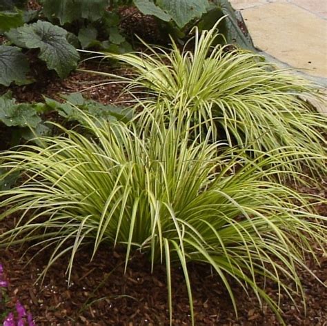 acorus gramineus ogon - Google Search | Ornamental grasses, Plants, Backyard plants